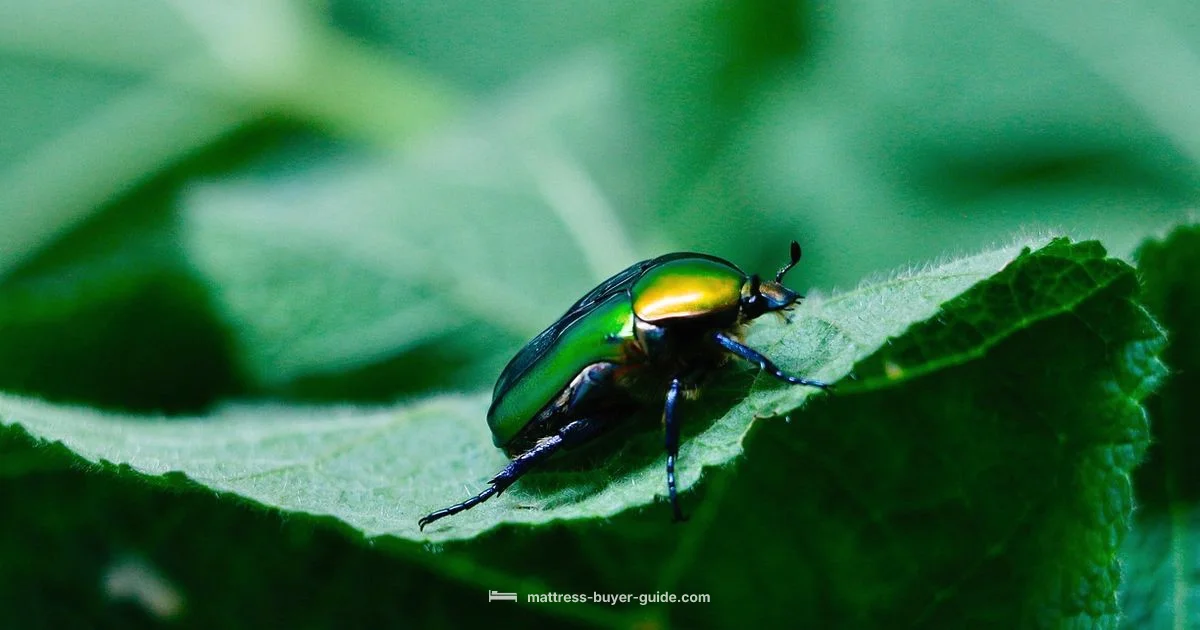 Bed Bug Guide Bed Bug Guide - Mattress Buyer Guide