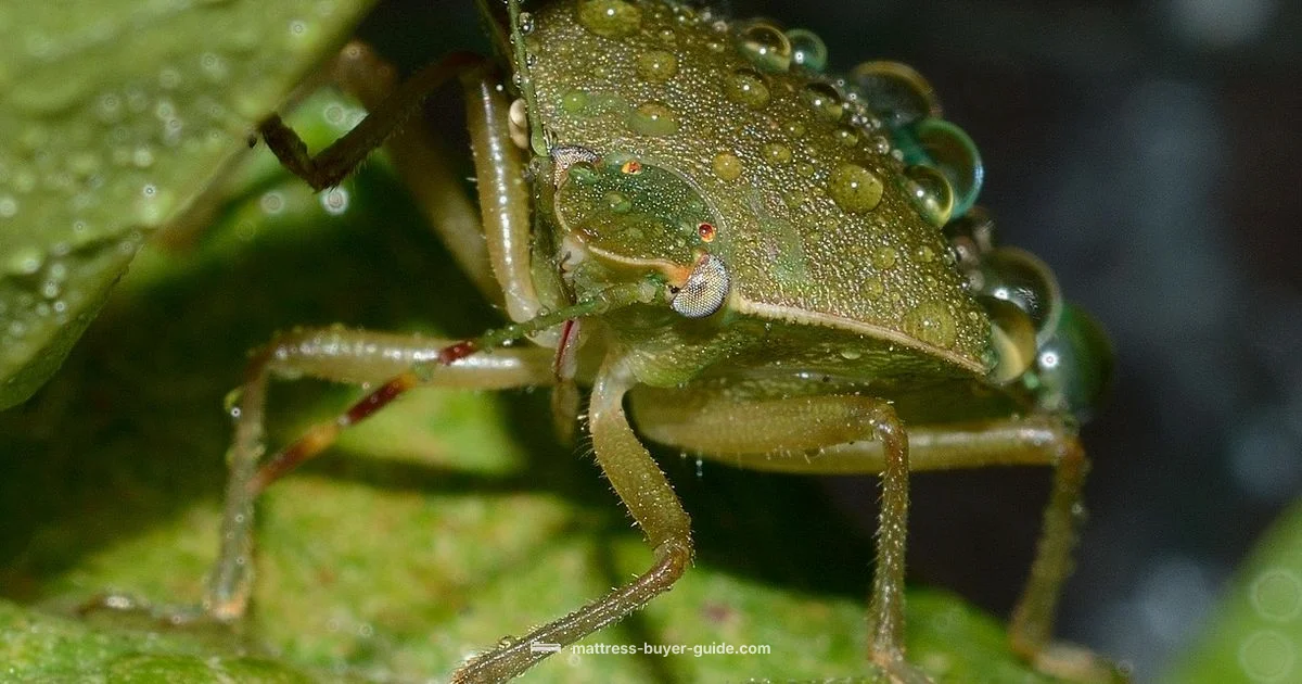 Bed Bug Look Guide Bed Bug Look Guide - Mattress Buyer Guide