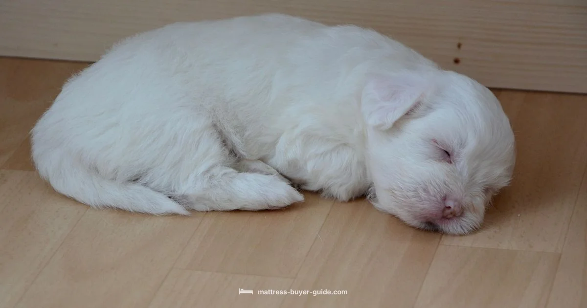 Thickness Matters for Sleep Thickness Matters for Sleep - Mattress Buyer Guide