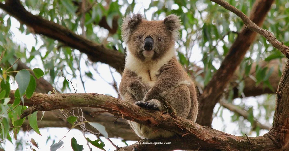 Koala Mattress Guide - Mattress Buyer Guide