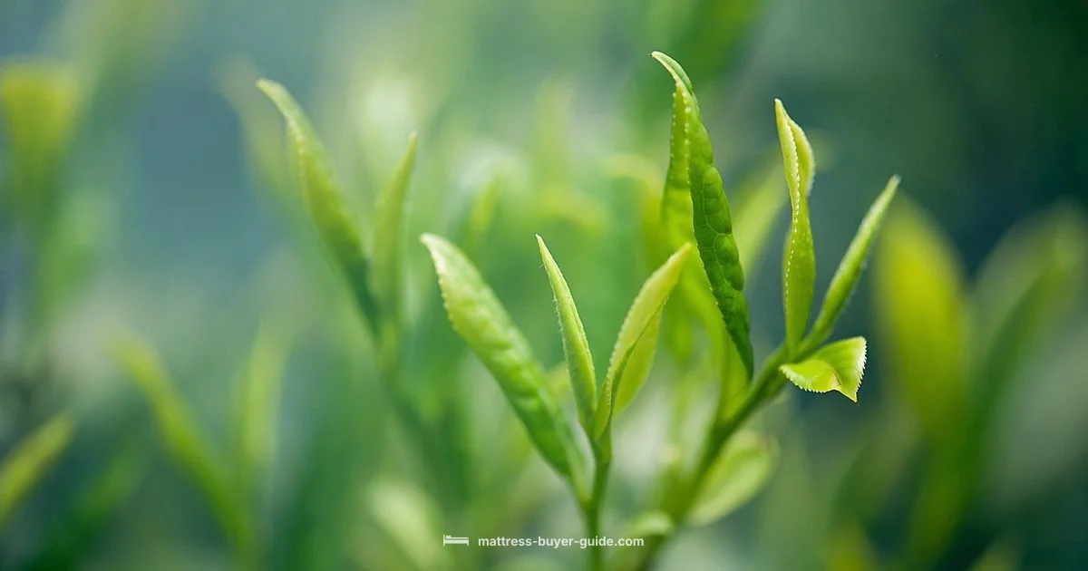 Green Tea Memory Foam - Mattress Buyer Guide