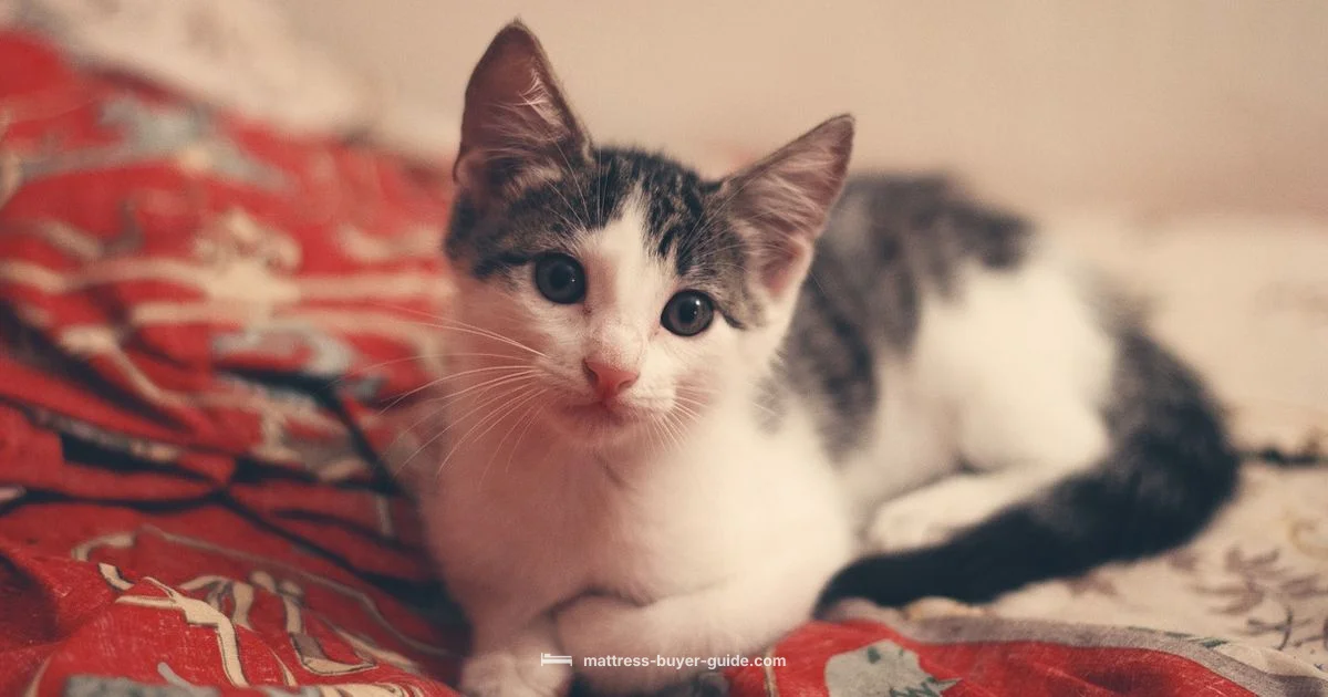 Full Mattress Sheet Guide - Mattress Buyer Guide