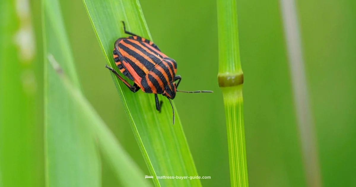 Bed Bug Troubleshooting Bed Bug Troubleshooting - Mattress Buyer Guide