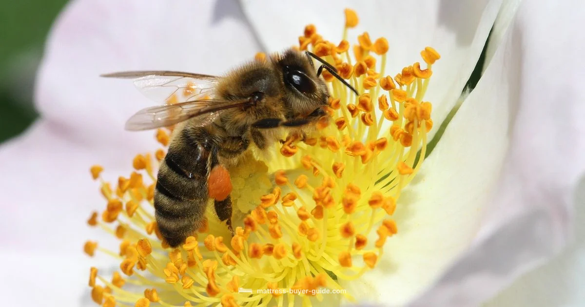 Nectar Mattress Guide - Mattress Buyer Guide