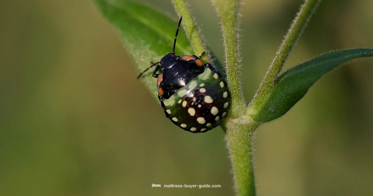 Bed Bugs in Mattress - Mattress Buyer Guide