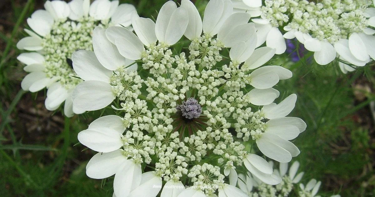 No Spring Queen - Mattress Buyer Guide