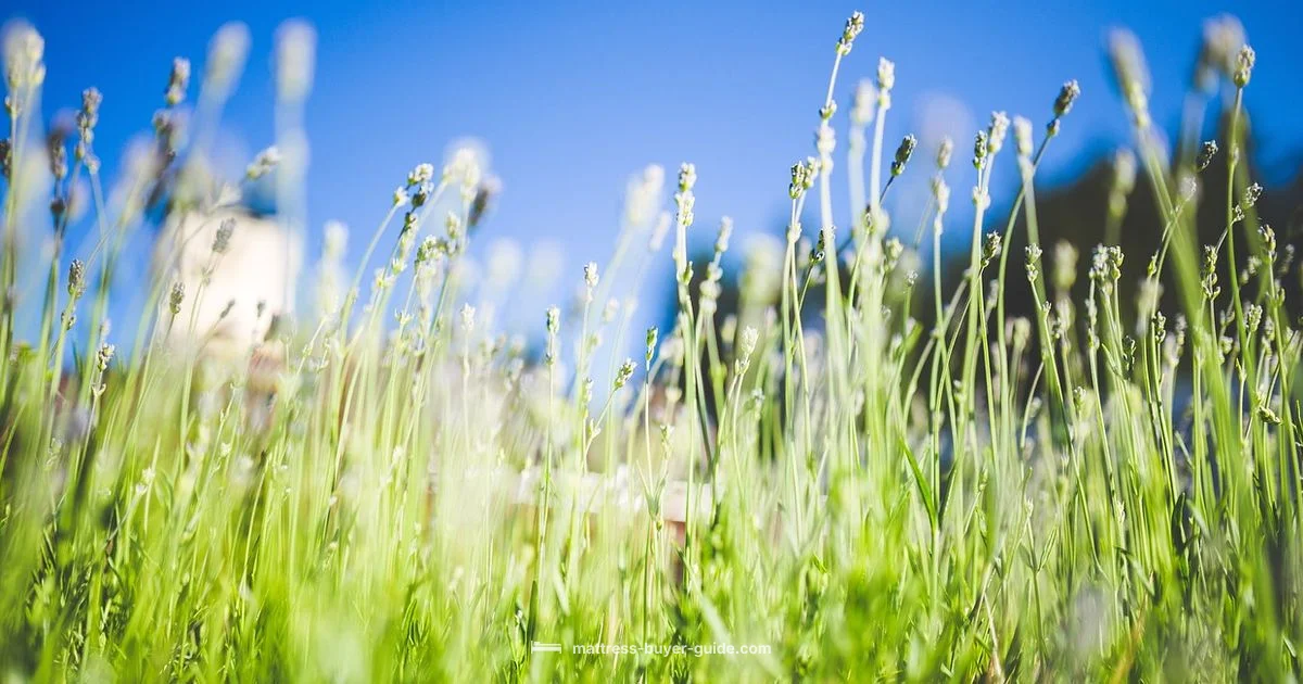 Cloud Sleep Feel Cloud Sleep Feel - Mattress Buyer Guide