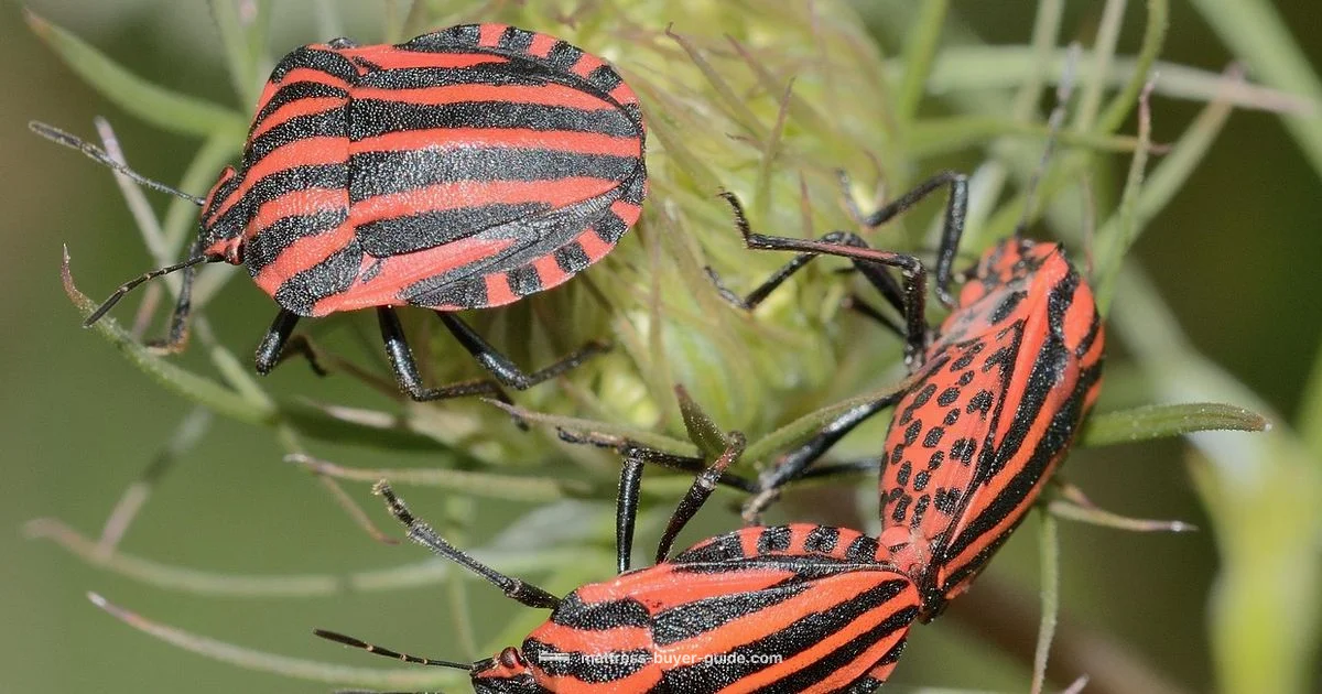 Pest ID Guide Pest ID Guide - Mattress Buyer Guide