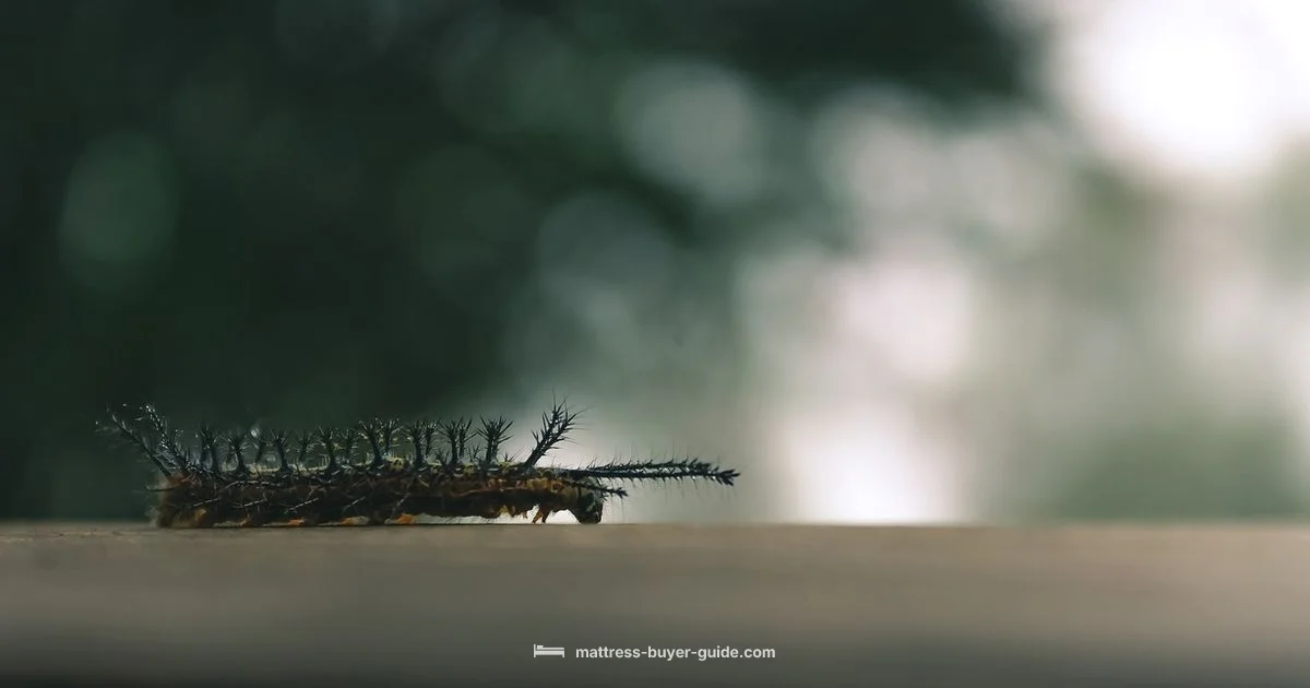 Bed Bug Bites Guide - Mattress Buyer Guide