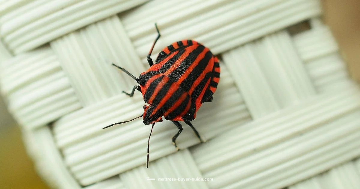 Bed Bug Bite Itch Bed Bug Bite Itch - Mattress Buyer Guide