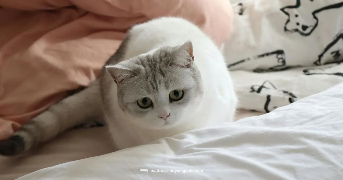 Soft Comfort Guide Soft Comfort Guide - Mattress Buyer Guide