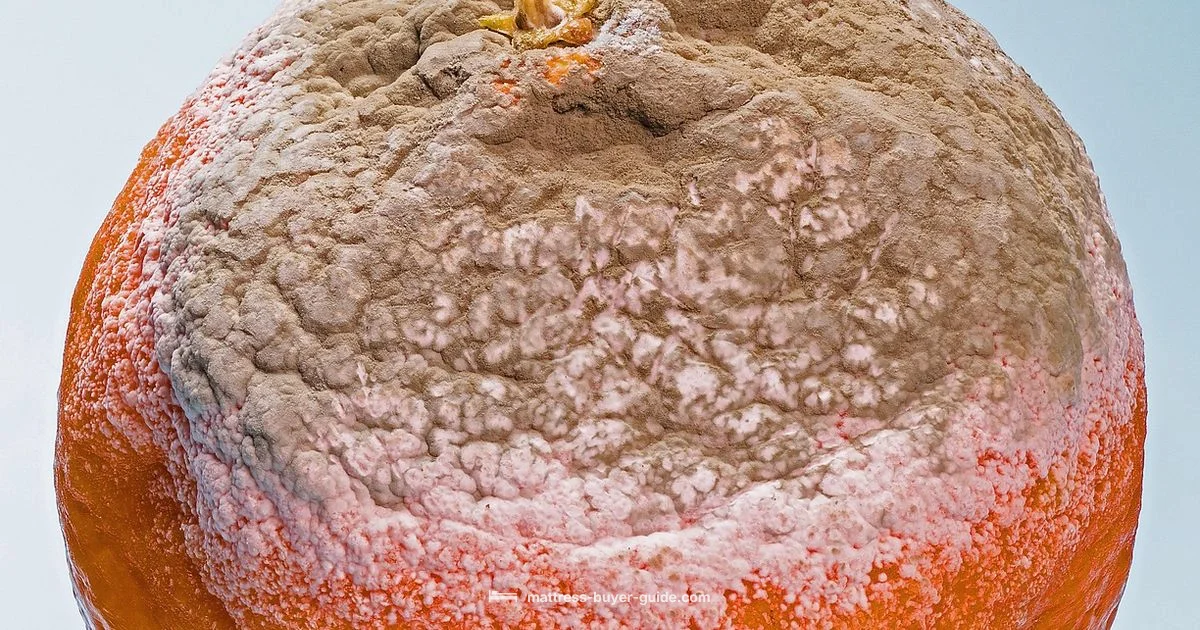 Mold on Floor Sleep - Mattress Buyer Guide