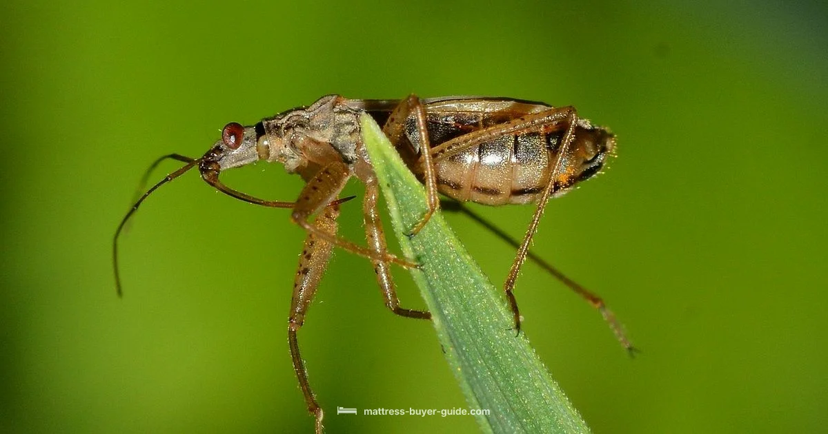 Bed Bug Guide Bed Bug Guide - Mattress Buyer Guide