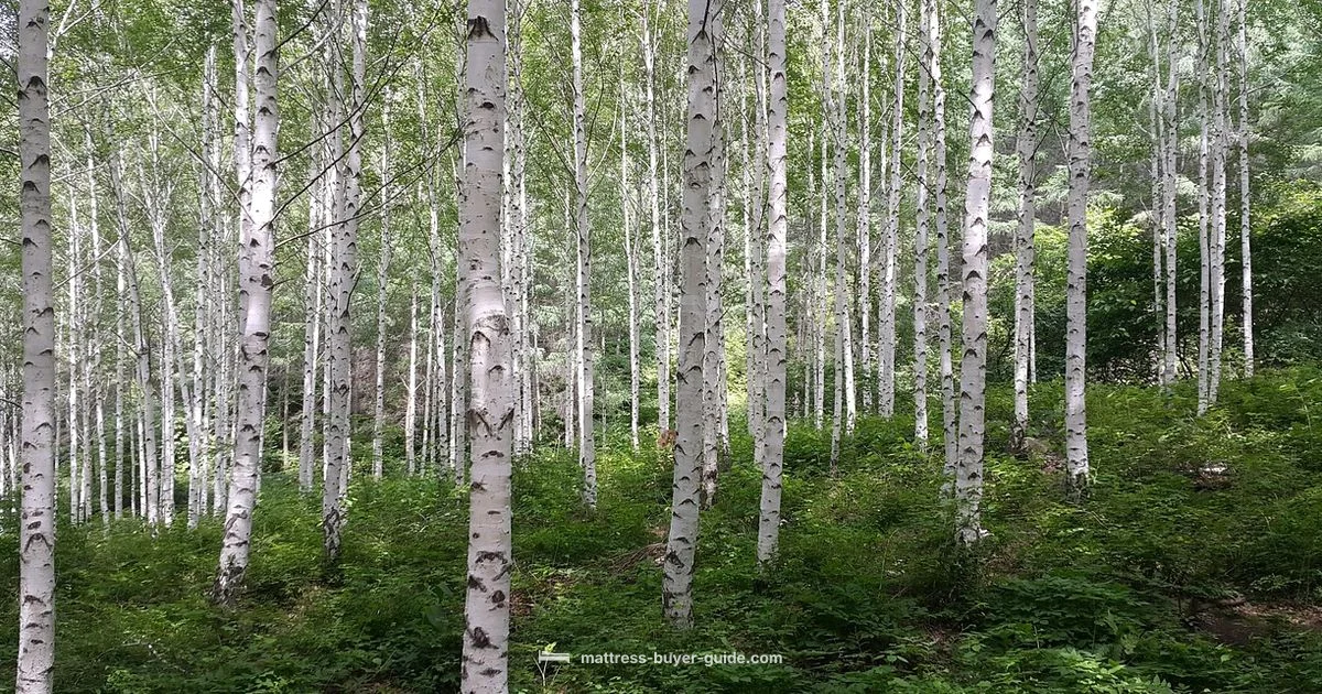 Birch Mattress Review - Mattress Buyer Guide