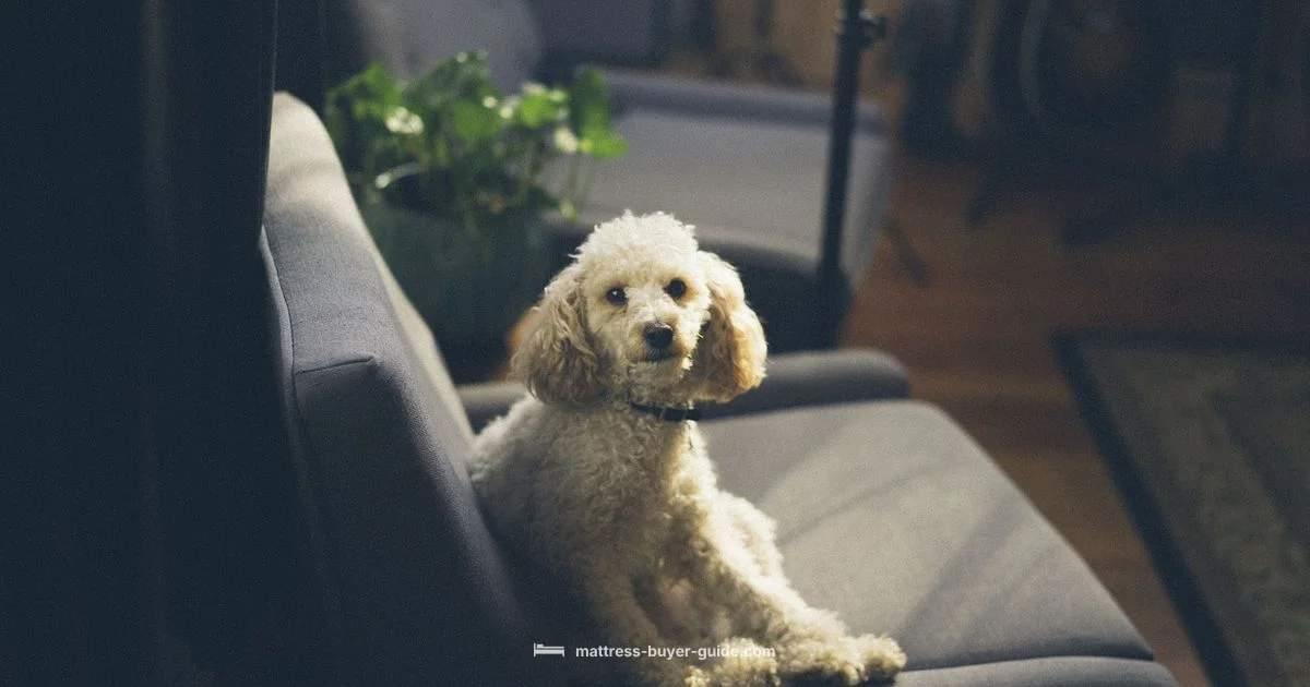 Casper Dog Mattress - Mattress Buyer Guide