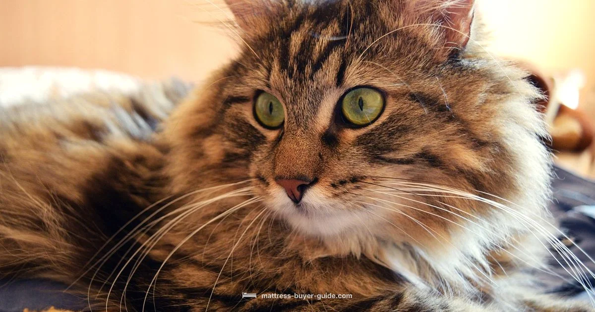 Turn It Right - Mattress Buyer Guide