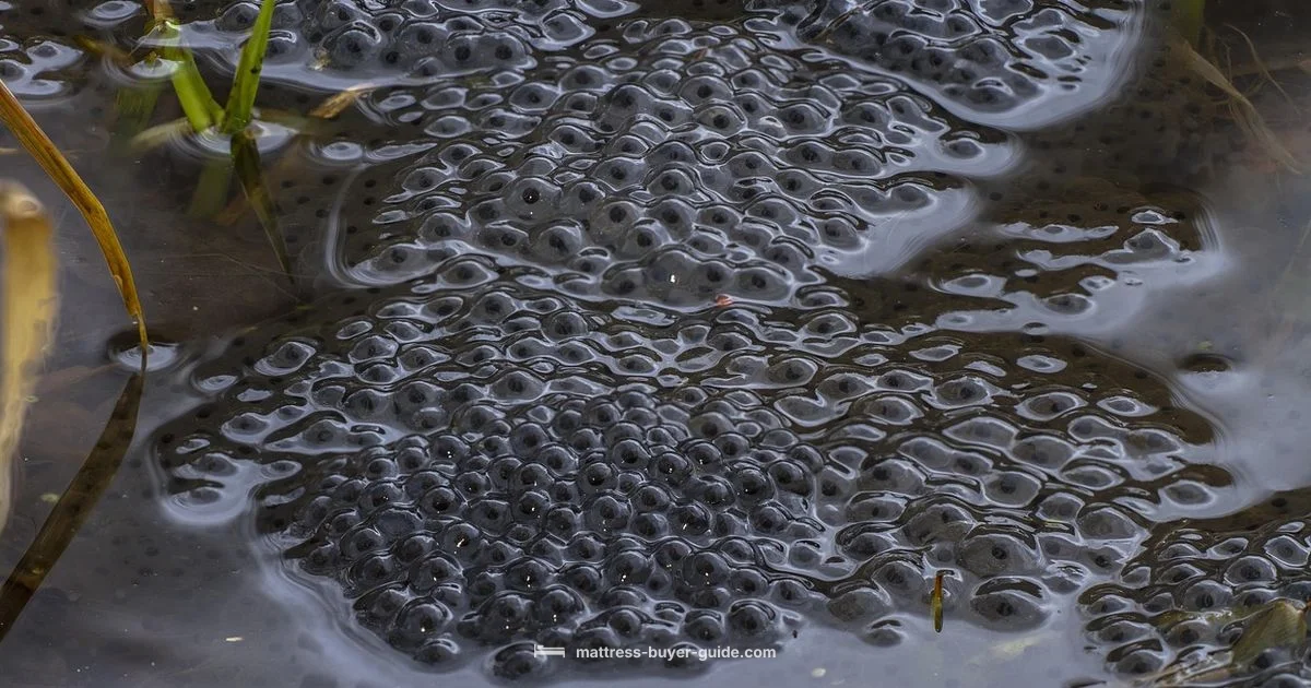 Bed Spawn Mechanics Bed Spawn Mechanics - Mattress Buyer Guide