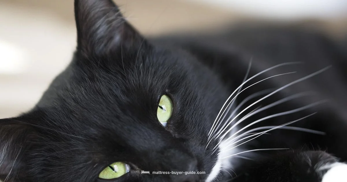 Mattress Ghost Guide Mattress Ghost Guide - Mattress Buyer Guide