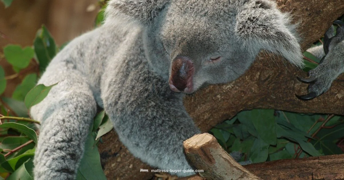 Koala Beds Guide - Mattress Buyer Guide