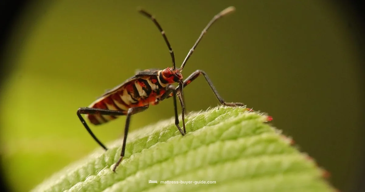 Bed Bug Check Bed Bug Check - Mattress Buyer Guide