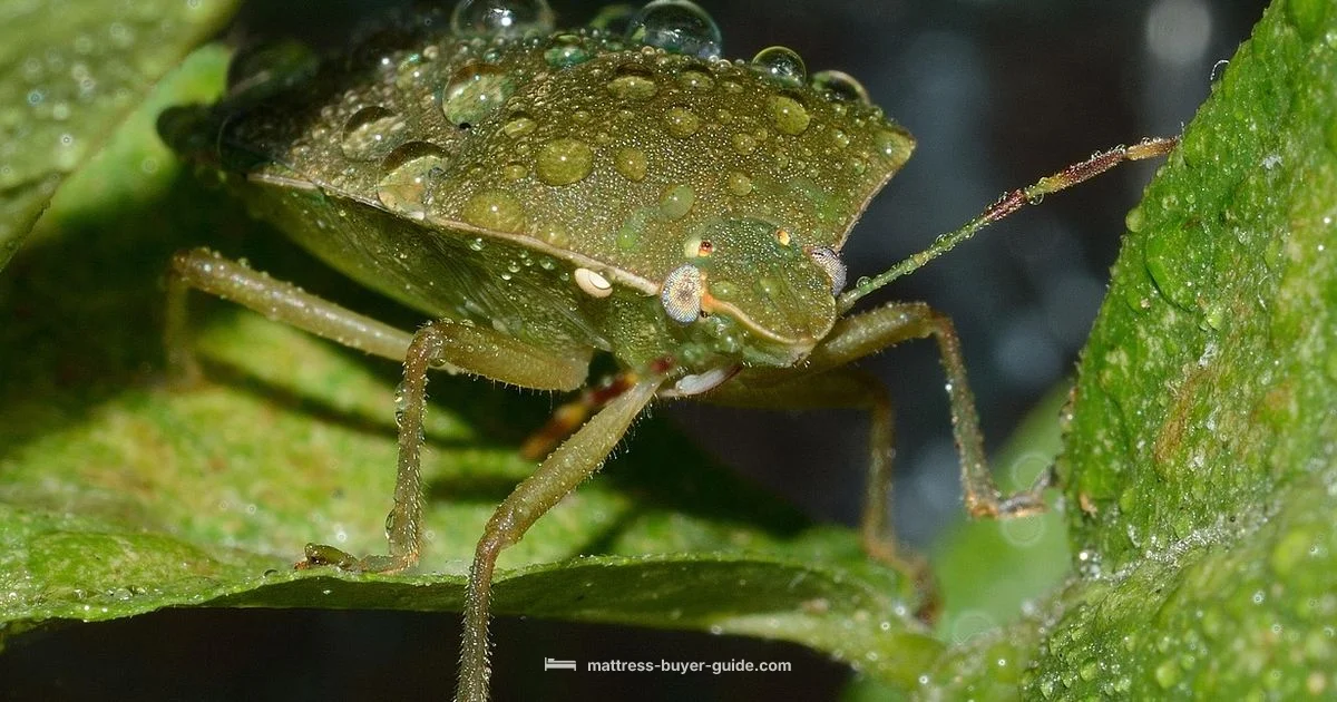 Bed Bugs in Mattresses - Mattress Buyer Guide