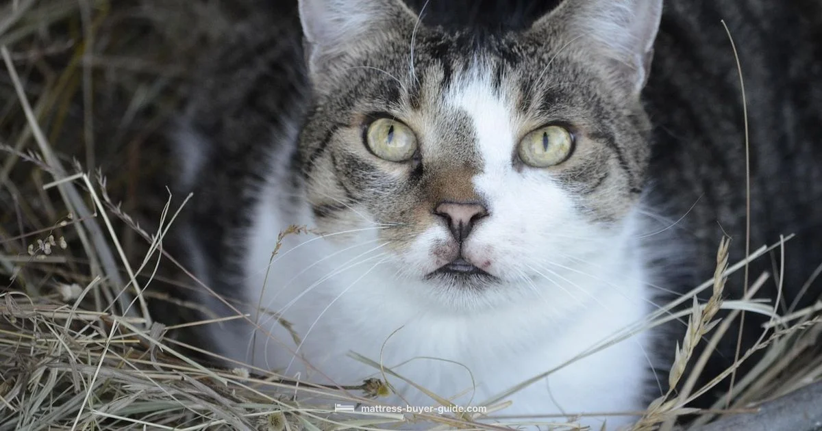 Natural Straw Mattress Natural Straw Mattress - Mattress Buyer Guide