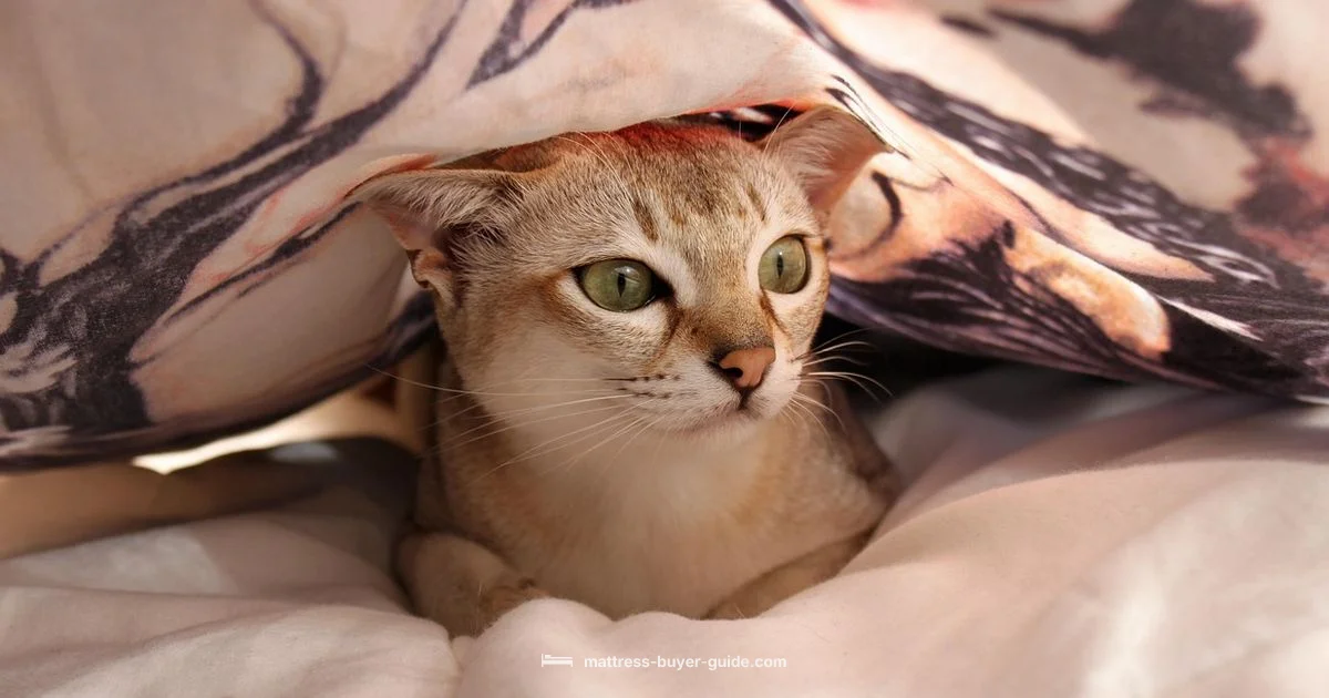 Latex Mattress Topper Latex Mattress Topper - Mattress Buyer Guide