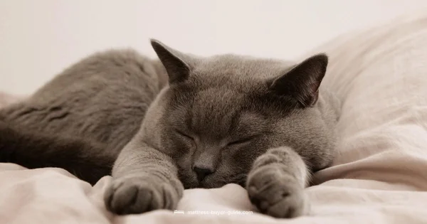 Cool Cat Sleep - Mattress Buyer Guide