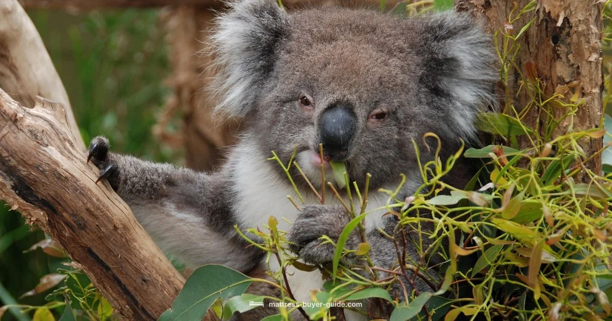 Koala Review 2026 Koala Review 2026 - Mattress Buyer Guide