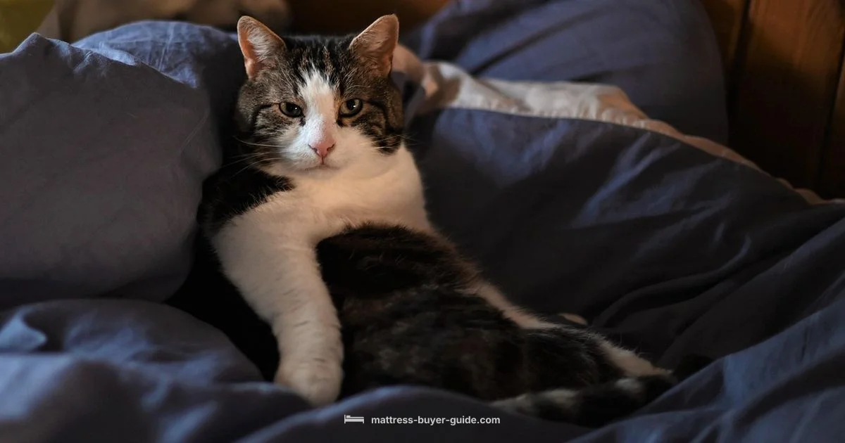 Mattress Sizes Chart Mattress Sizes Chart - Mattress Buyer Guide