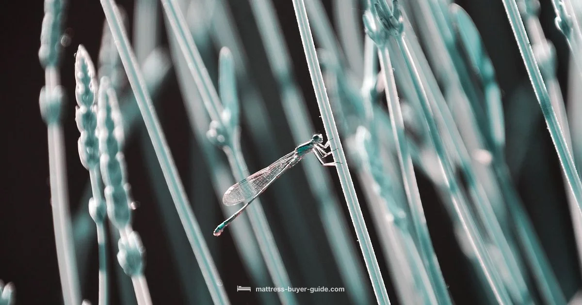 Fiberglass Question - Mattress Buyer Guide