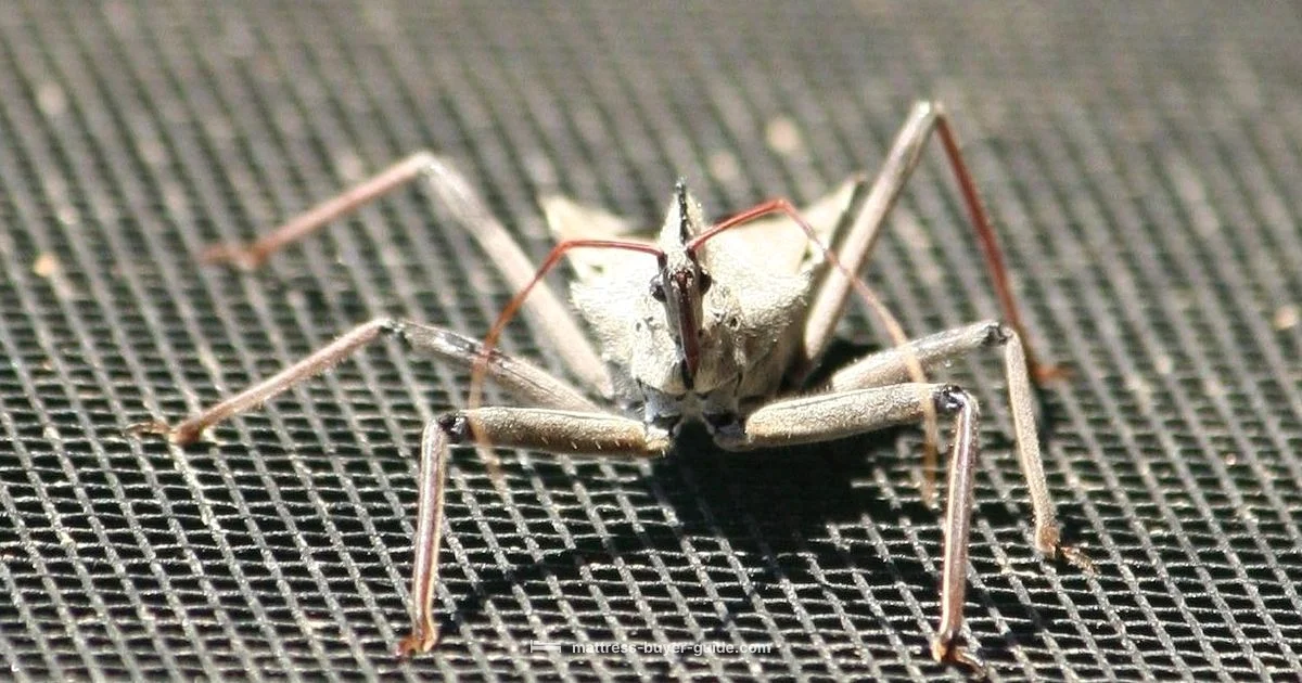 Bed Bug Bite Guide - Mattress Buyer Guide