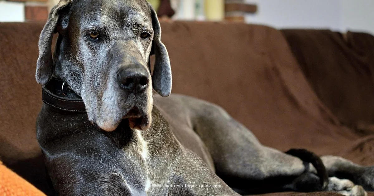 Cooling Dog Mattress Guide - Mattress Buyer Guide