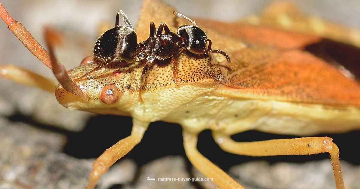 Bed Bug Spray Guide Bed Bug Spray Guide - Mattress Buyer Guide
