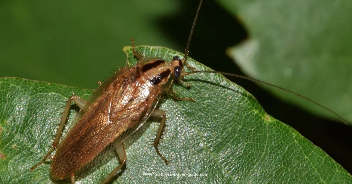 Bed Bugs Guide Bed Bugs Guide - Mattress Buyer Guide