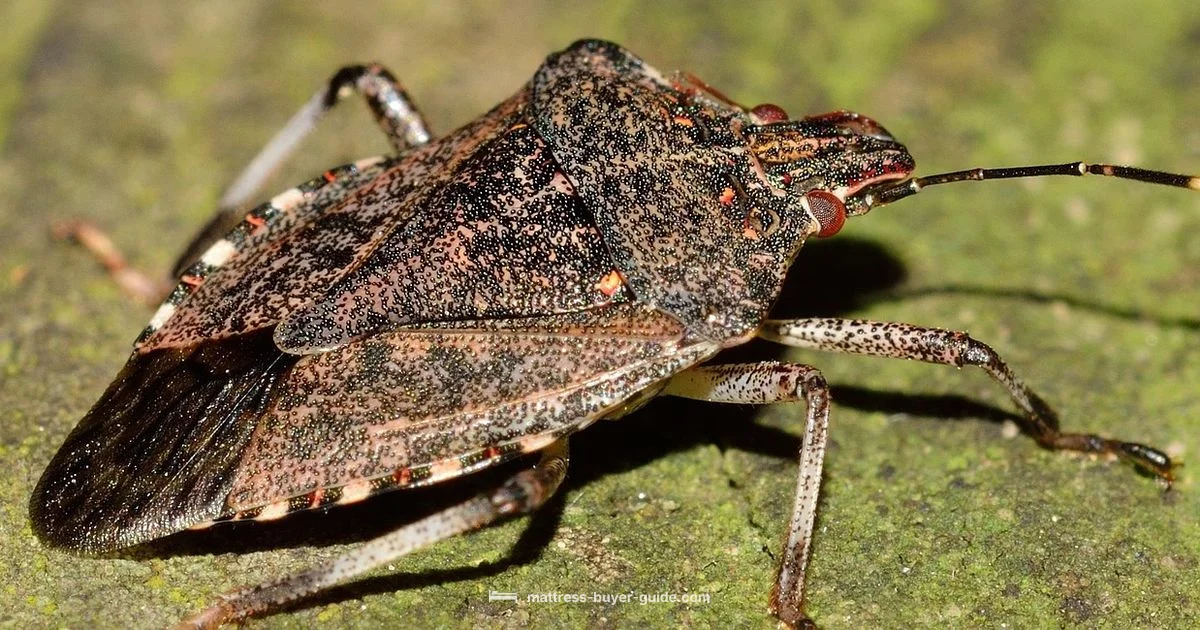 Bed Bug Check - Mattress Buyer Guide