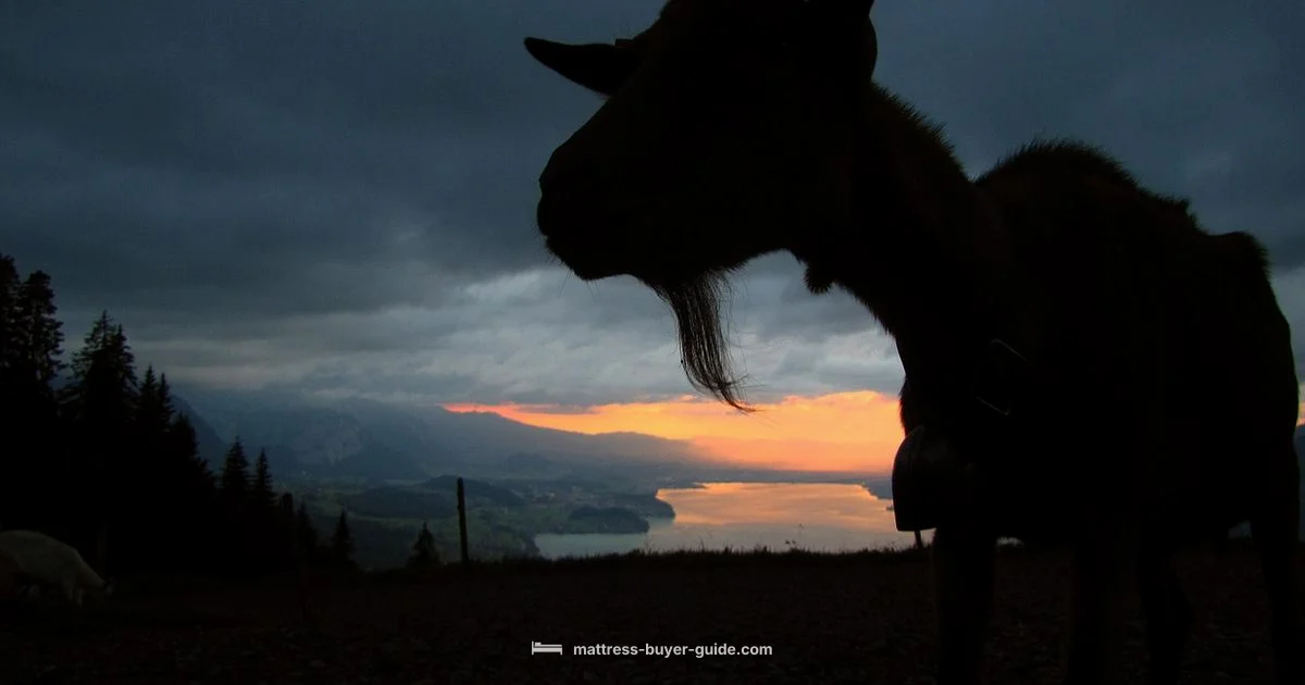 Viscosoft Topper Review Viscosoft Topper Review - Mattress Buyer Guide