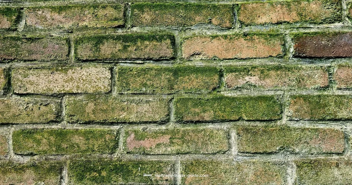 Mold Check Guide - Mattress Buyer Guide