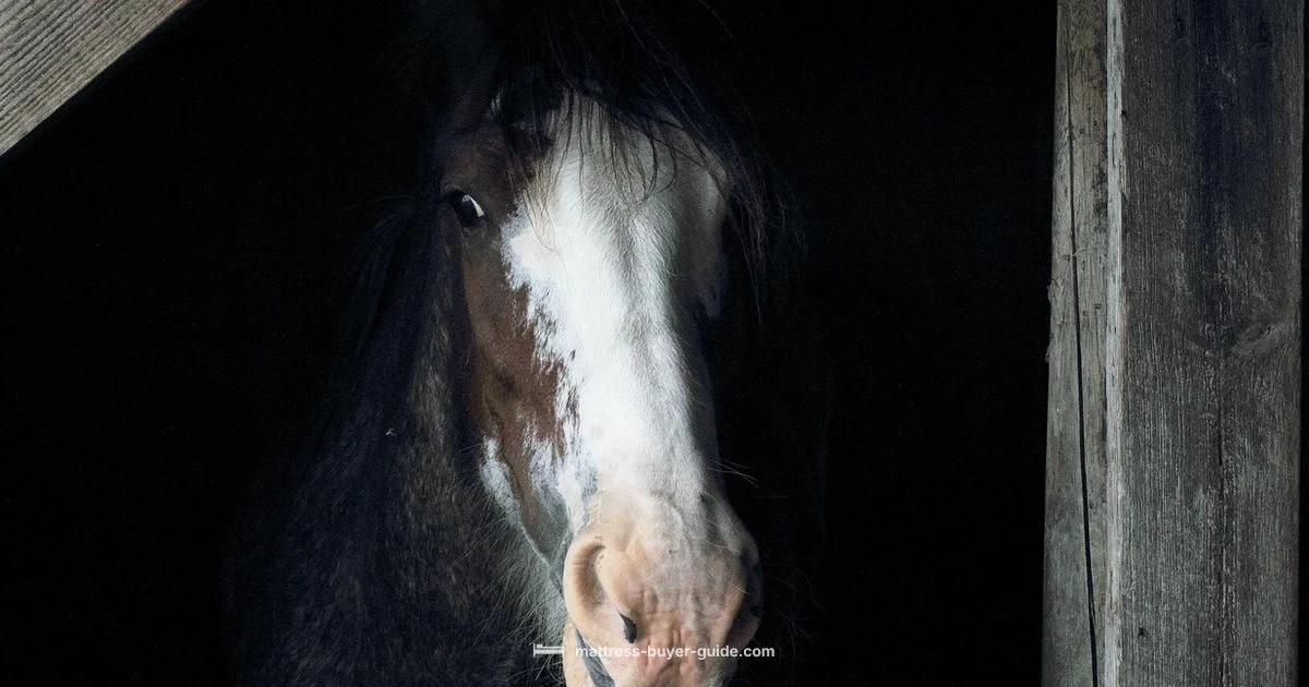 Stall Mattress Guide - Mattress Buyer Guide
