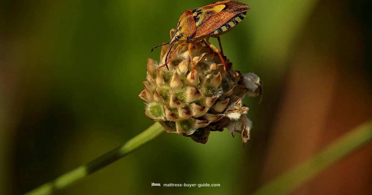 Bed Bug Guide - Mattress Buyer Guide