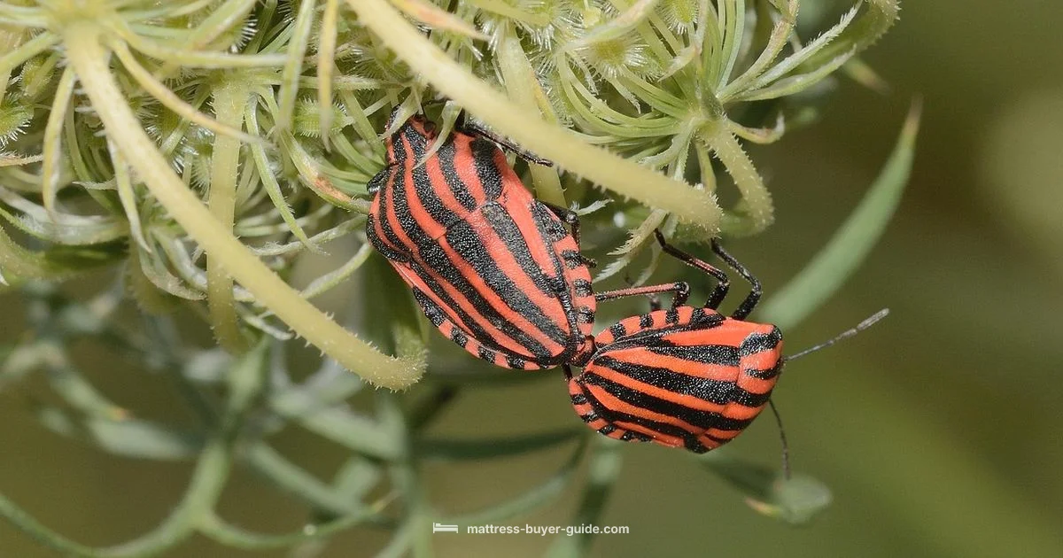 New Mattress Risks New Mattress Risks - Mattress Buyer Guide