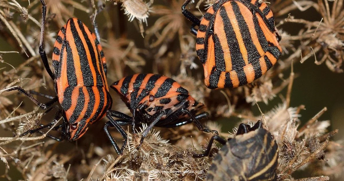 Bed Bug Mattress ID Bed Bug Mattress ID - Mattress Buyer Guide