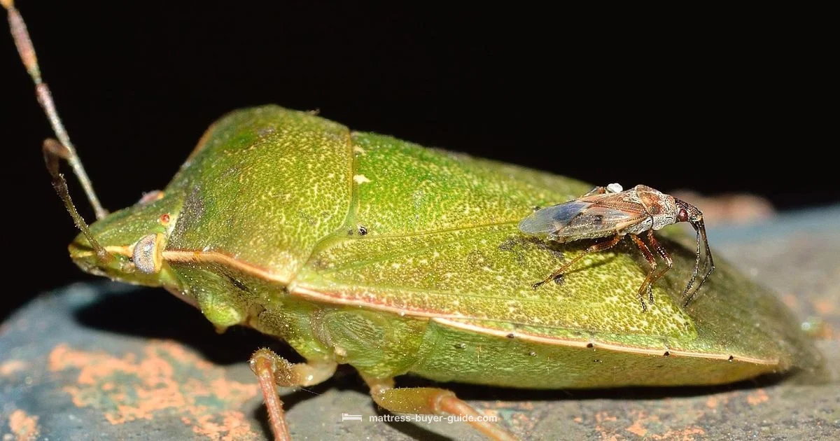 Bed Bug Cover - Mattress Buyer Guide