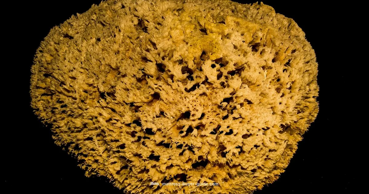 Sponge Mattress Guide - Mattress Buyer Guide